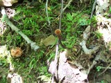 Coltricia cinnamomea image
