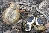 Scleroderma hypogaeum image
