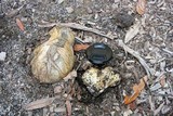 Scleroderma hypogaeum image
