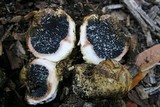 Scleroderma hypogaeum image