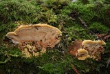 Phellinus gilvus image