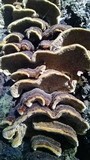 Porodaedalea cancriformans image