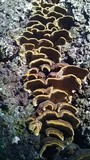 Porodaedalea cancriformans image
