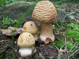 Amanita amerirubescens image