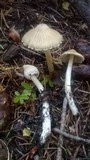 Inocybe sororia image