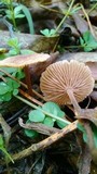 Gymnopus villosipes image