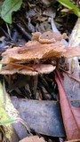 Gymnopus villosipes image