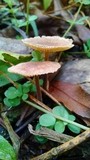 Gymnopus villosipes image