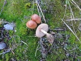 Marasmius oreades image