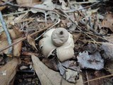Geastrum fimbriatum image