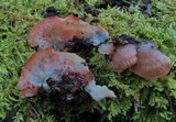 Merulius tremellosus image
