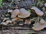 Merulius tremellosus image