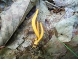 Clavulinopsis fusiformis image
