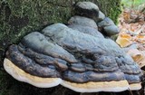 Fomitopsis mounceae image