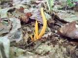 Clavulinopsis fusiformis image
