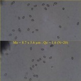 Inocybe haemacta image