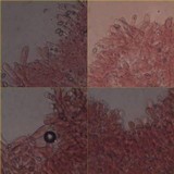 Inocybe haemacta image