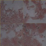 Inocybe haemacta image