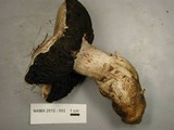 Agaricus vinaceovirens image
