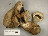 Agaricus vinaceovirens image