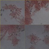 Inocybe haemacta image