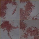 Inocybe haemacta image
