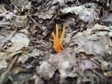 Clavulinopsis laeticolor image
