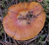 Cortinarius mucosus image