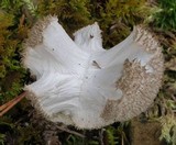 Lycoperdon curtisii image