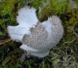 Lycoperdon curtisii image