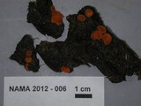 Cheilymenia fimicola image