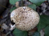 Inocybe bongardii image