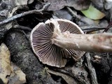 Inocybe bongardii image