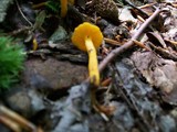 Cantharellus minor image