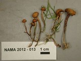 Psilocybe inquilina image
