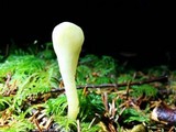 Clavulinopsis laeticolor image