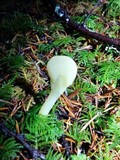 Clavulinopsis laeticolor image