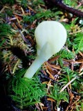 Clavulinopsis laeticolor image
