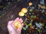 Gymnopilus luteus image