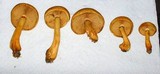 Gymnopilus luteus image