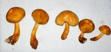 Gymnopilus luteus image