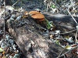 Gymnopilus liquiritiae image