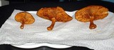 Gymnopilus liquiritiae image