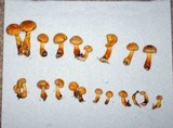 Gymnopilus luteus image
