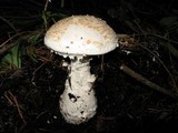 Amanita smithiana image