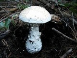Amanita smithiana image