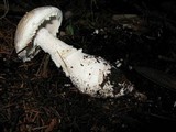 Amanita smithiana image