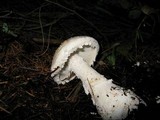 Amanita smithiana image