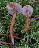 Cystoderma amianthinum image