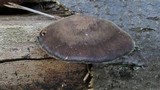 Polyporus brumalis image